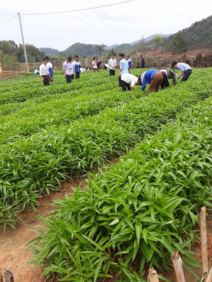 Mô hình trồng rau xanh tại trường THPT Nậm Pồ.